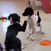 Gallery Page Pet Boarding Bismarck, ND Just Fur Pets