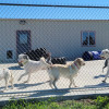 Gallery Page Pet Boarding Bismarck, ND Just Fur Pets