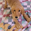 Gallery Page Pet Boarding Bismarck, ND Just Fur Pets
